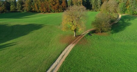 Wall Mural - Aerial view of trees growing on grassland meadow field. Low drone flying over grass farmland and narrow gravel road. Farming field surrounded with autumn colorful forest. Parallax moving