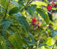 Jatropha Integerrima | Peregrina Or Spicy Jatropha, Shrub With Stunning In Clusters Of Star-shaped Red Flowers Above Lobed Leaves With Sharp Points