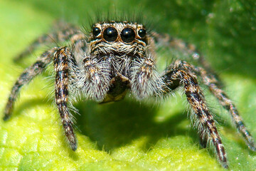 Wall Mural - Red-bellied Jumping Spider (Philaeus chrysops), female