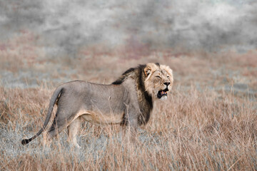 Wall Mural - Löwe (Panthera Leo) in einer Marsch in Juli Block / Botswana