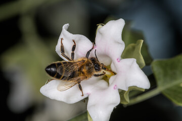 Bee, Apis mellifera on white flower