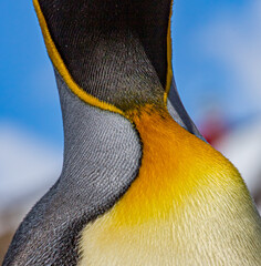 Wall Mural - extreme close up of king penguin colorful breeding feathers