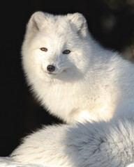 a stunning face of a bright white arctic fox seen in northern canada during winter time. fluffy, lar