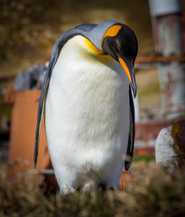 Wall Mural - king penguin in among rusty remains of the deserted whaling village.
