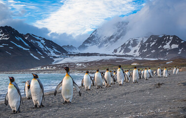 numerous king penguins walk the beach at st. andrews bay, south georgia.
