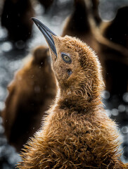 Wall Mural - young king penguin, called oakum boy, sheads off sleeting rain.