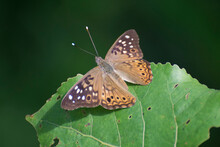 Butterfly 2020-17 / Hackberry Emperor Butterfly
(Asterocampa Celtis)
