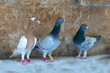 Three domestic pigeons, one of them has an earring. Pigeons have ring on their feet showing their information
