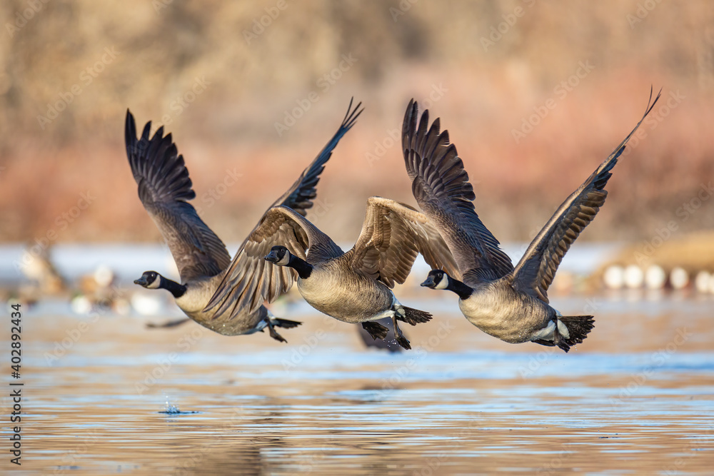 Canadian geese taking flight  - obrazy, fototapety, plakaty 