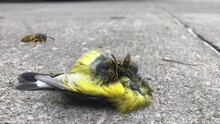Wasps And Ants Feeding On The Body Of A Dead Magnolia Warbler Bird On A Sidewalk. 