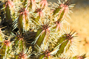 Wall Mural - Euphorbia Enopla cactus plant in the garden