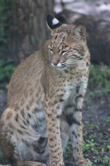 Canvas Print - bobcat