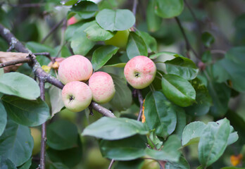 red ripe apples on tree branch