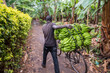 Transporting of Bananas in a Plantation in Tanzania