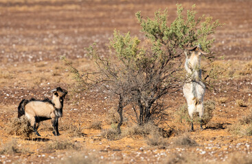 Wall Mural - wild feral goats feeding in the outback desert of South Australia.
