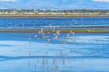 Flock Of Birds In The Wildlife Wetlands Habitat Of Bolsa Chica Nature Reserve