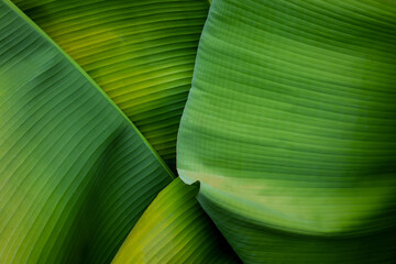 tropical banana leaf texture in garden, abstract green leaf, large palm foliage nature dark green background