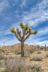 Wall Mural - Joshua tree plant on a desert landscape in Joshua Tree National Park California