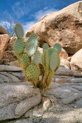 Wall Mural - Cactus with round green leaves and sharp thorns at Joshua Tree National Park