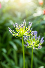 Young Agapanthus Flower Over Blurred Flower Garden Background, Nature Concept Background, Spring Or Summer Garden