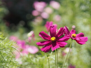 Purple, dark Pink color flower, sulfur Cosmos, Mexican Aster flowers are blooming beautifully springtime in the garden, blurred of nature background