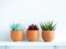 Terracotta Pot On White Wooden Shelf For Cactus And Succulent Plants.