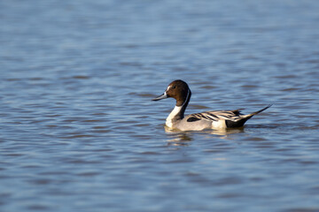 Wall Mural - Male drake northern pintail duck swimming .