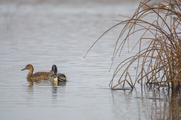 Wall Mural - Male drake northern pintail duck swimming .