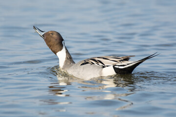 Northern pintail duck drake shaking its  head off in the water .