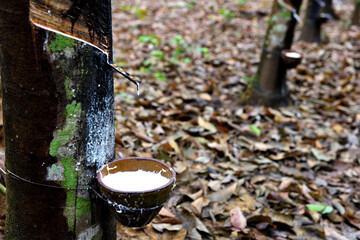 Rubber tree and bowl filled with natural rubber latex