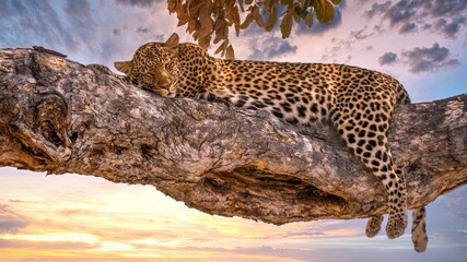 A leopard (Panthera pardus) asleep on a tree branch in Botswana, with the sun setting in the background. In Savute Reserve, Chobe National Park.