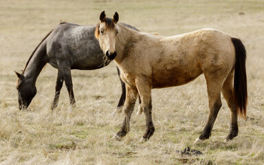 two horses grazing in countryside near livermore, california