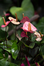 Pink Anthurium Flowers In Hawaii