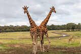 Fototapeta Sawanna - giraffes in the zoo