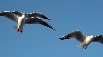 Wall Mural - Seagulls flying against the blue sky at Okha Port in Okha, Gujarat, India