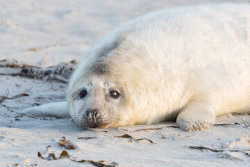 Wall Mural - close-up white baby gray seal (halichoerus grypus) on beach