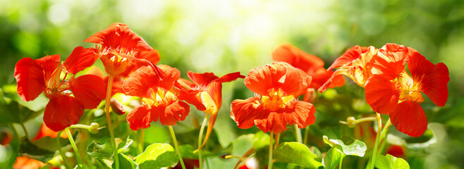 nasturtium flowers in a garden