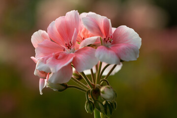 geranium flowers in a garden