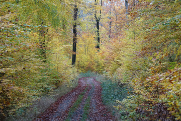 Canvas Print - Weg im Herbstwald