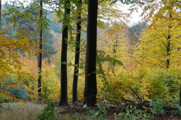 Wall Mural - Herbstwald