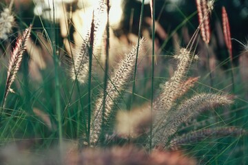 grass in the wind