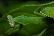 Praying Mantis (Mantis Religiosa)