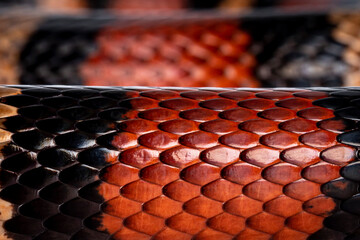 Fototapete - Detail of skin from adult female Pueblan milk snake aka Lampropeltis triangulum campbelli snake, isolated on a white background.