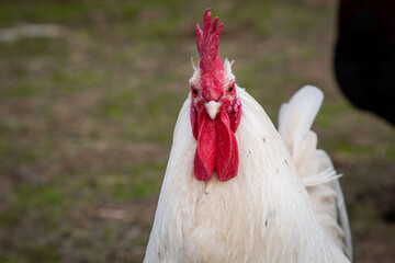 A portrait of a white rooster