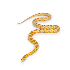 Fototapete - Young butter colored Cornsnake aka Elaphe guttatus or Pantherophis guttatus snake. Isolated on white background.