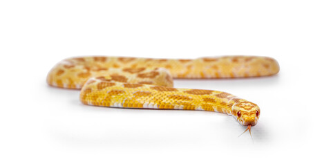 Fototapete - Young butter colored Cornsnake aka Elaphe guttatus or Pantherophis guttatus snake. Isolated on white background.
