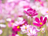 Fototapeta Kwiaty - Close up petal pink cosmos blooming over clear blue sky.