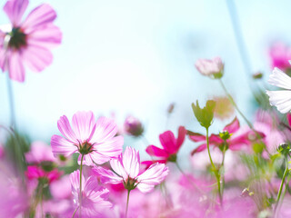 Wall Mural - close up petal pink cosmos blooming over clear blue sky.
