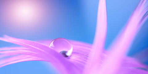 Wall Mural - water drop on purple feather in sunlight, blue blurred background. beautiful gentle abstract macro o