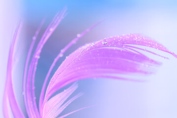 Wall Mural - dew water droplets on a purple feather, blue background. gentle spring abstract macro of nature. sel